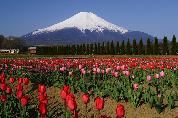 山中湖花の都公園